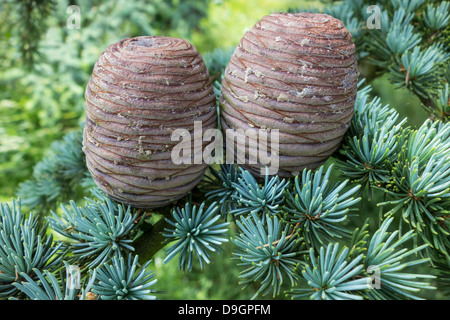 Pigne coni Fir Foto Stock