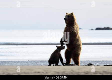 Orso grizzly madre in piedi con cub. Foto Stock