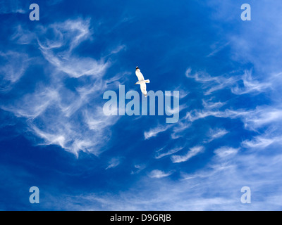 Seagull volare al di sopra del vecchio porto di Marsiglia, Francia 2 Foto Stock