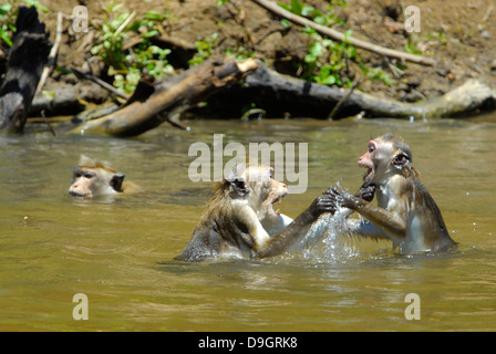 Toque Macaque in Yala National Park, Sri Lanka Foto Stock