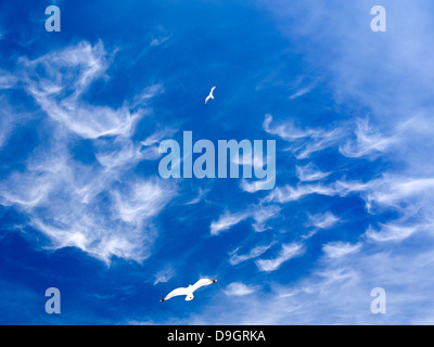 Seagull volare al di sopra del vecchio porto di Marsiglia, Francia 1 Foto Stock