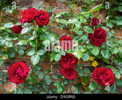Arrampicare Climber Rambler Rose Red Rose Foto Stock