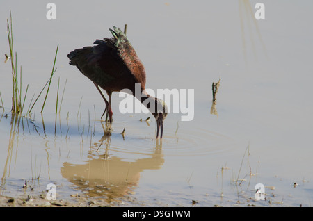 Di fronte bianco-Ibis, (Plegadis chihi), Bosque del Apache National Wildlife Refuge, Socorro Co., New Mexico. Foto Stock