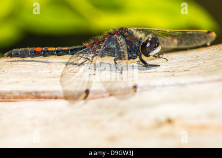 Ritratto di una libellula Foto Stock