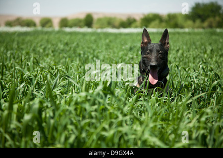 Un militare di cane da lavoro si trova in un campo vicino a una posizione di sicurezza. Foto Stock