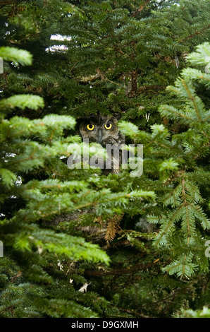 western greech owl, Megascops kennicottii Foto Stock