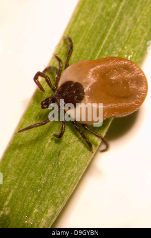 Vollgesogene Zecke auf Grashalm: Gemeiner Holzbock; edematoso Castor bean spunta su una lama di erba Foto Stock