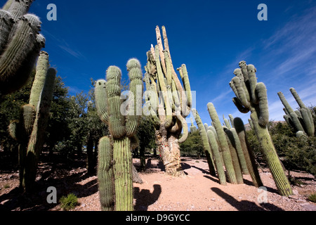 Nella zona della città di Hornaditas, nel nord-ovest Argentina, ha alcuni dei più alti del cactus famiglia di piante Foto Stock