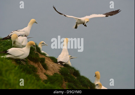 Un northern gannet (Morus bassanus; Sula bassana) giunge in terra fra la sua colonia sulla cima di una scogliera. Foto Stock