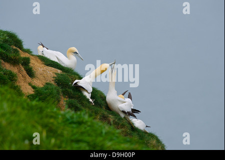 Una coppia di northern sule Sula bassana Morus bassanus becco recinto, il rafforzamento del legame di coppia; Sule tipicamente coppia per tutta la vita. Foto Stock