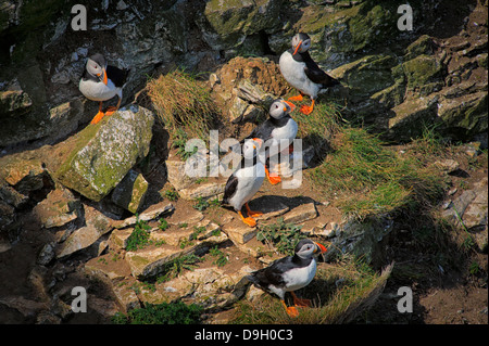 Un gruppo di cinque Atlantic pulcinelle di mare (Fratercula arctica) arroccato su una sporgenza durante la stagione della riproduzione a Bempton Cliffs, UK. Foto Stock