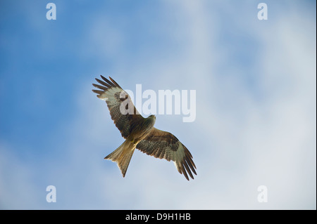 Un Nibbio reale (Milvus milvus) svetta contro un cielo estivo a Bwlch Nant Yr Arian, Ceredigion, West Wales. Foto Stock