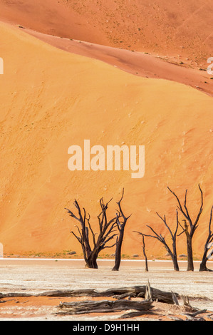 Morto alberi Camelthorn, Acacia erioloba, in salina di Dead Vlei, Namib Naukluft Desert, Sossusvlei, Namibia, Africa occidentale Foto Stock