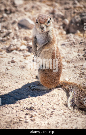 Arrabbiato massa del capo scoiattolo, Xerus inauris, guardando la telecamera, il Parco Nazionale di Etosha, Namibia, Africa Foto Stock