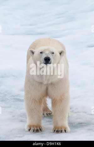 Maschio adulto orso polare, Ursus maritimus, sul pacco Olgastretet ghiaccio, arcipelago delle Svalbard, Norvegia Foto Stock