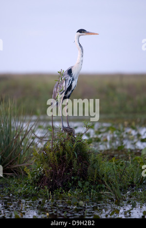 Heron bruna. Si trova da Panama orientale nel nord dell' arcipelago di Tierra del Fuego nel sud. Foto Stock