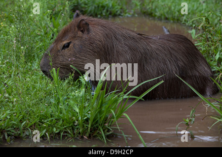 Capibara è il più grande roditore è la dimensione e il peso del mondo. Essa vive in mandrie nelle regioni tropicali. Foto Stock