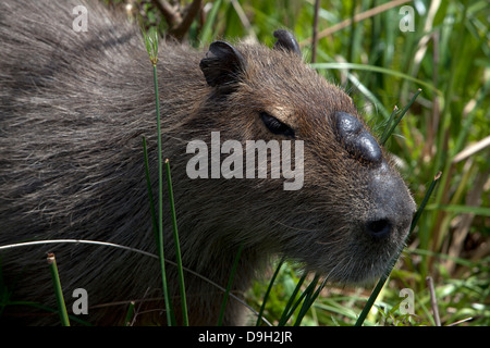 Capibara maschi. Capibara è il più grande roditore è la dimensione e il peso del mondo. Essa vive in mandrie nelle regioni tropicali. Foto Stock