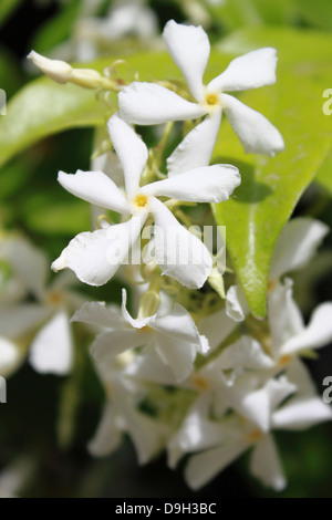 Primo piano di una boccola di fiori di gelsomino Foto Stock