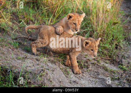 Lion neonati close-up di sunrise, il Masai Mara, Kenya Foto Stock