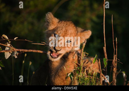 Lion neonati close-up di sunrise, il Masai Mara, Kenya Foto Stock