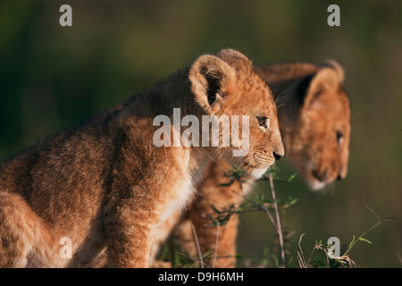 Lion neonati close-up di sunrise, il Masai Mara, Kenya Foto Stock