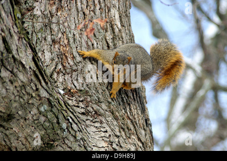Affascinante Charlie Eastern Red Fox Squirrel..."ciao!" Foto Stock