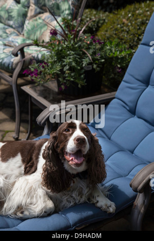 Springer Spaniel Cane si rilassa sul bordo della piscina Lounge Chair, STATI UNITI D'AMERICA Foto Stock