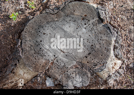 Il moncone di un morto pino mostra le tracce fatte da Lodgepole pino di coleotteri in Seeley Lake, Montana. Foto Stock