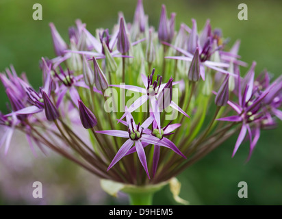 Allium Christophii fiore. Stella della Persia Foto Stock