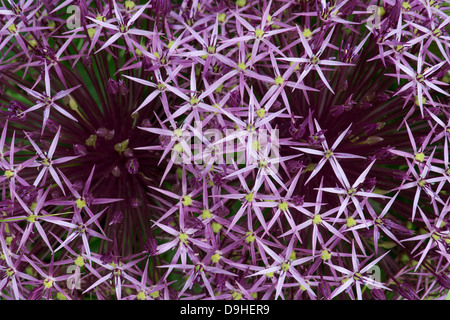 Allium Christophii fiore. Stella della Persia Foto Stock