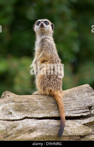 Captive slanciata o codato Slender-Tailed Meerkat   Suricata suricatta. Marwell Wildlife Park in Hampshire REGNO UNITO Foto Stock