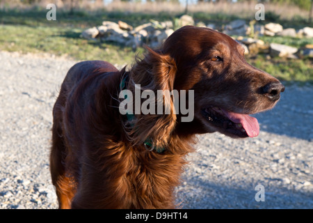 Un Setter Irlandese in piedi su una stradina di ghiaia Foto Stock