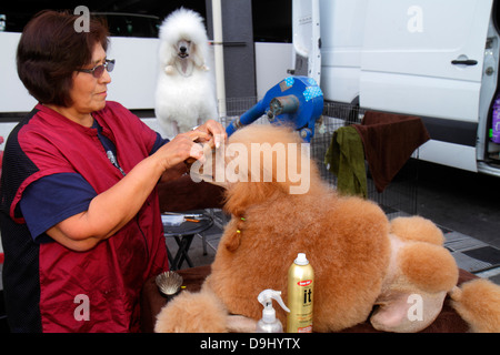 Las Vegas Nevada,Centro Congressi,centro,spettacolo cani da cane,cameriera,lavoro,lavoro,adulta adulta donna donne donna donna donna donna,proprietario,allenatore,pettinatura,pupazzola,visitatore Foto Stock