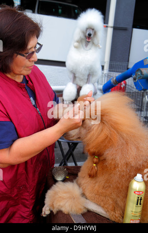 Las Vegas Nevada,Centro Congressi,centro,spettacolo canino,drogheria,lavoro,lavoro,donna donna donne,proprietario,allenatore,pettinatura,scarabocchio,NV130330005 Foto Stock