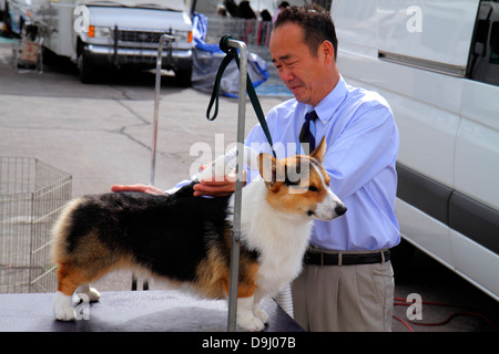 Las Vegas Nevada,Centro Convegni,centro,mostra cani,groomer,lavoro,uomo uomo maschio,proprietario,allenatore,asciugatura,corgi gallesi,NV130330010 Foto Stock