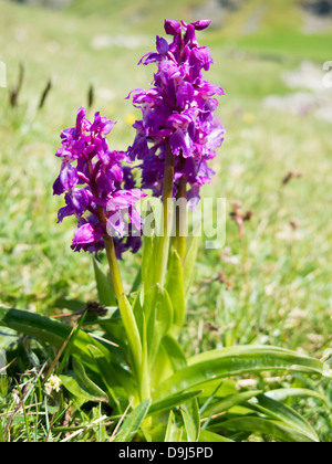 Inizio orchidee viola Orchis mascula fioritura in Cressbrook dale nel Derbyshire Peak District Inghilterra Foto Stock