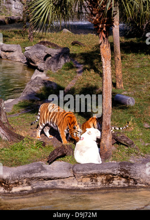 Isola dell'artiglio Tiger penna, Busch Gardens Theme Park, Tampa, Florida, Stati Uniti d'America. Foto Stock