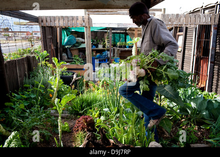 Charles completato la vita del suolo programma di formazione di 3 anni fa ha creato una fiorente orto home in Lavender Hill Cape Foto Stock