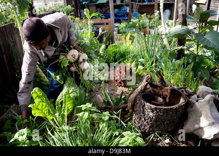 Charles completato la vita del suolo programma di formazione di 3 anni fa ha creato una fiorente orto home in Lavender Hill Cape Foto Stock