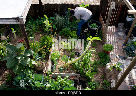 Charles completato la vita del suolo programma di formazione di 3 anni fa ha creato una fiorente orto home in Lavender Hill Cape Foto Stock