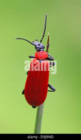 Il nero-guidato il cardinale beetle (Pyrochroa coccinea) Foto Stock