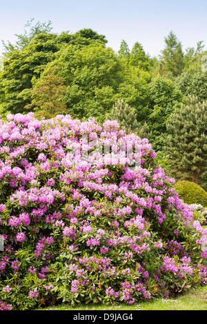 Cespugli di rododendro inl giardino estivo sotto il sole Foto Stock