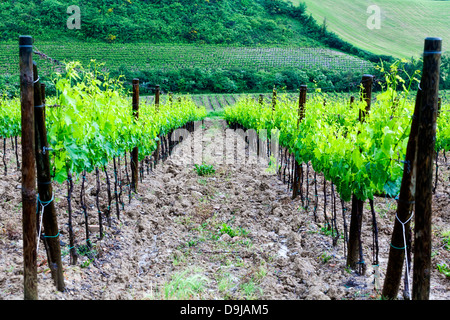 Vigneto in Toscana Foto Stock