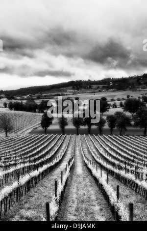 Paesaggio italiano in bianco e nero. Vigneti in Toscana, Italia. Foto Stock