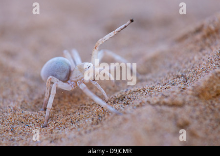 Leucorchestris arenicola, Dancing White Lady Spider, Africa Foto Stock