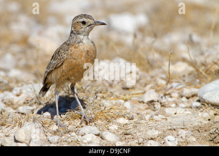 Zirplerche, Spike-sbandata allodola, Chersomanes albofasciata Foto Stock