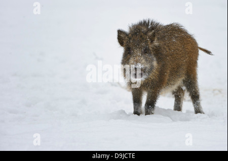 Il cinghiale Sus scrofa, Wildschwein Foto Stock