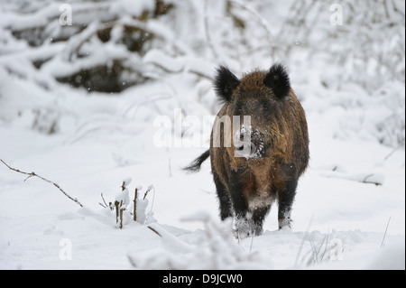 Il cinghiale Sus scrofa, Wildschwein Foto Stock