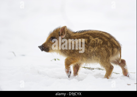 Il cinghiale Sus scrofa, Wildschwein, maialino, maialini, Frischling, Frischlinge Foto Stock